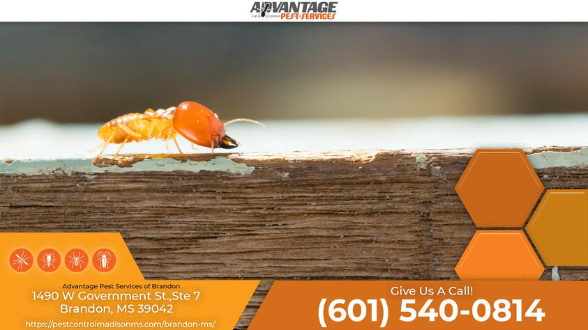 Pest Control Services Brandon MS