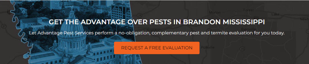 Pest Control Services Brandon MS