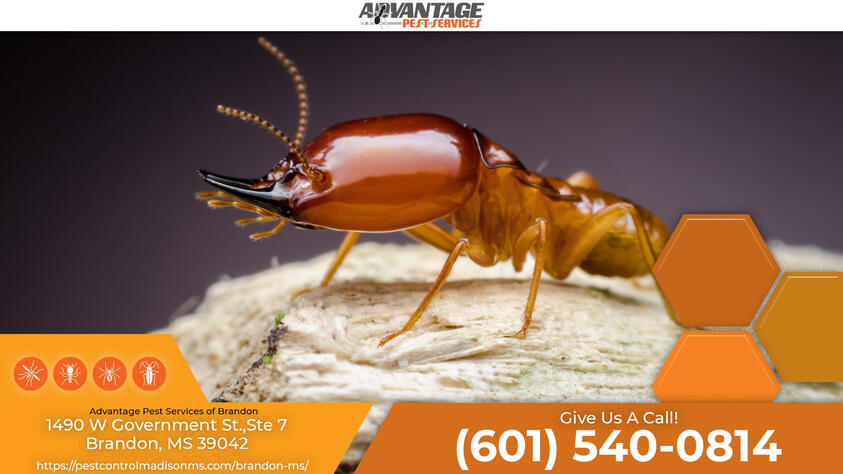 Termite Inspection Brandon MS